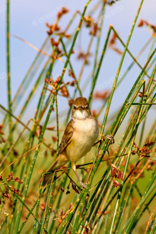 Preview: Cute Bird. Natural Background. Great Reed Warbler
