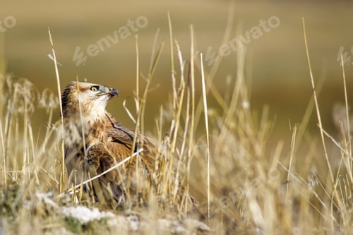 Preview: Bird Of Prey. Buzzard. Yellow Dry Reeds Background. Bird: Long Legged Buzzard. Buteo Rufinus.