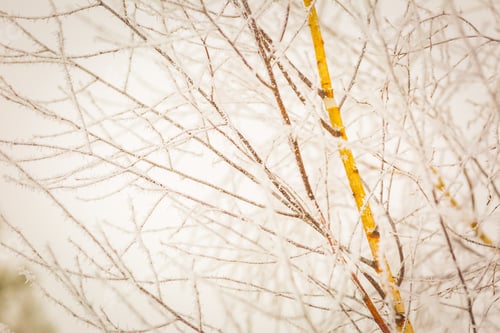 Preview: Hoarfrost On Plants. Winter Abstract Macro Of Rime On Plants.