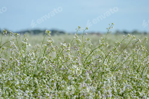 Preview: Summer Flowers On Green Background In Sun Lit Meadow In Front Of Plant Textures