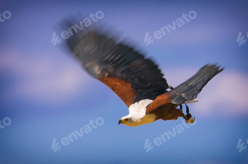 Preview: Flying African Fish Eagle (Haliaeetus Vocifer)