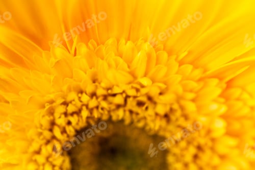 Preview: Gerbera Jamesonii - Beautiful Flower With Macro Details