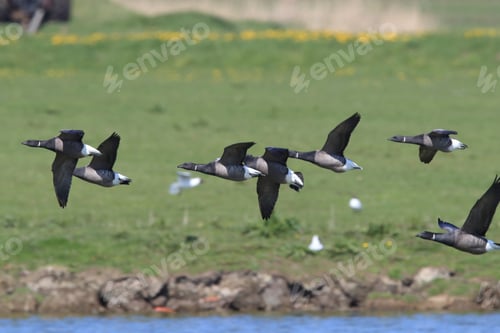 Preview: Brent Goose (Branta Bernicla) Texel Holland