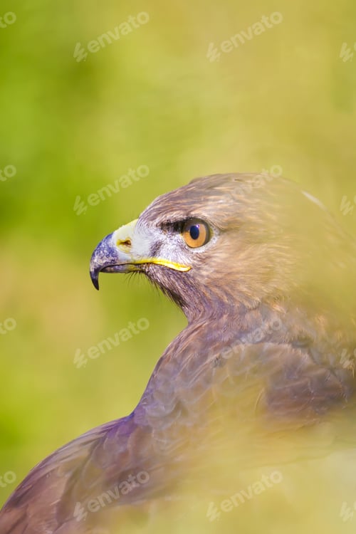 Preview: Bird Of Prey. Buzzard Portrait. Green Nature Background. Bird: Long Legged Buzzard. Buteo Rufinus.