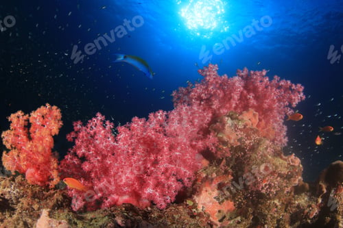 Preview: Coral And Tropical Fish On Underwater Ocean Reef