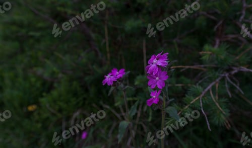 Preview: Beautiful Landscape On The Way From Mountain Pass Vrsic To Slemenova Spica With Mount Jalovec