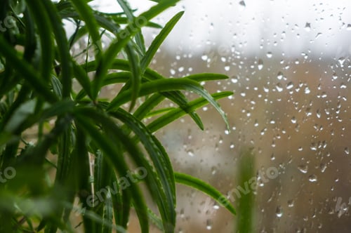 Preview: House Plants And Raindrops On The Window Glass
