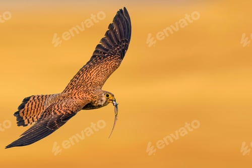 Preview: Flying Bird. Colorful Nature. Motion Blur Background.