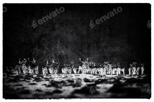 Preview: Vintage Black And White Photo Of Large Group Of Fallow Deer Standing In A Row Near Forest.