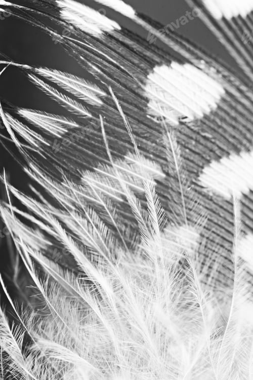 Preview: Guinea Hen Feather With Dark Background