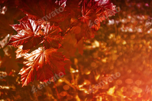 Preview: Autumn Landscape With Bright Colorful Foliage. Indian Summer.