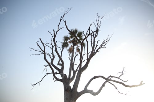 Preview: African Savannah -Tall Palm Tree With A Huge Parasite Growing On It, In The Gambia, Africa On A