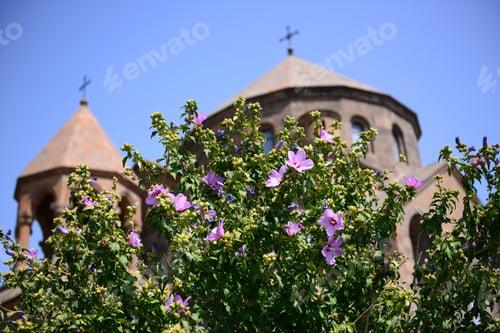 Preview: Hibiscus Syriacus (Rose Mallow) On Saint Hripsime Church Background