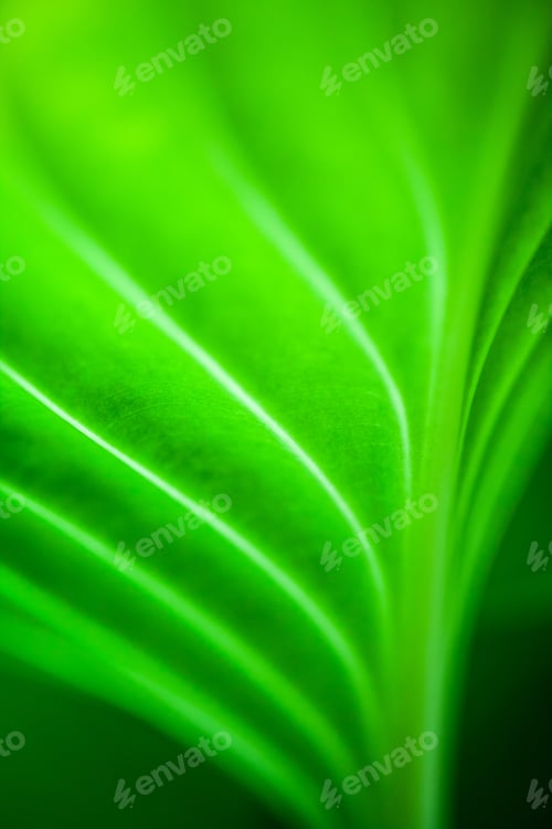 Preview: Green, Abstract Composition With Leaf Texture And Soft Focus