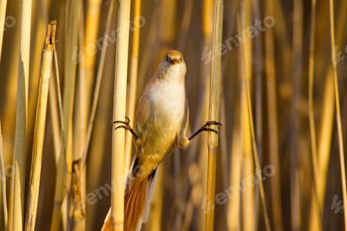 Preview: Funny Bird. Yellow Nature Background. Bearded Reedling / Panurus Biarmicus