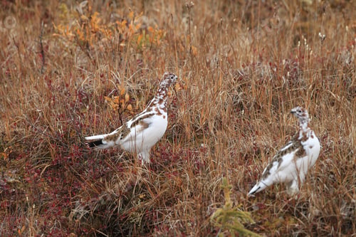 Preview: Willow Ptarmigan Alaska