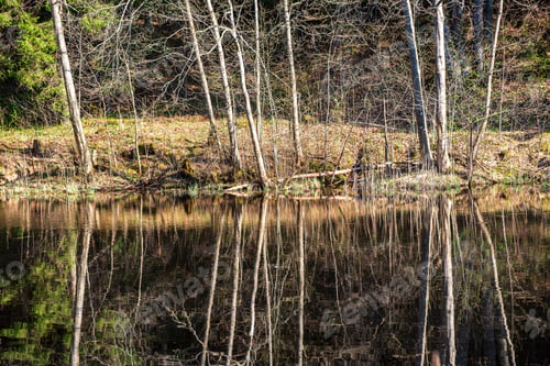 Preview: Scenic River View Landscape Of Forest Rocky Stream With Trees On The Shores. Beautiful Light