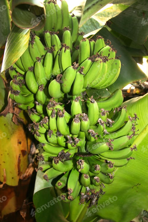 Preview: Green Immature Bananas Hanging On Tree