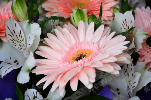 Preview: Bouquet Of Gerbera Daisies And Peruvian Lilies