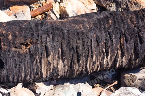 Preview: Charred Palm Tree Trunk On A Pebbly Beach On A Sunny Summer Day