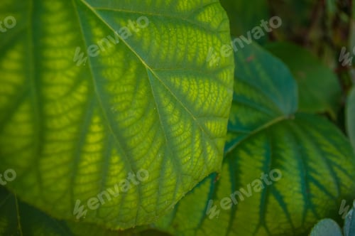 Preview: Green Kiwi Leaves On The Vine, Close Up