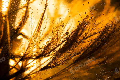 Preview: Colorful Underwater Dandelion Seeds With Bubbles