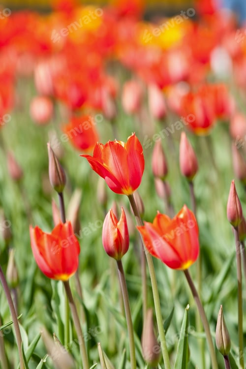 Preview: Close Up Of Red Tulips With Selected Focus - Ideal For Use As Postcard, Wallpaper Or Background