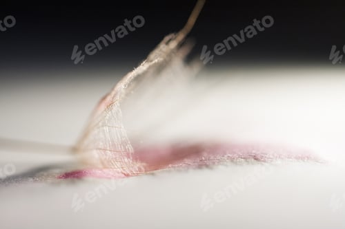 Preview: Macro, Abstract Composition With Dandelion Seed