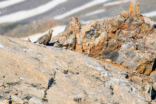 Preview: Rare Partridge. Mountain Background. Bird: Caspian Snowcock. Tetraogallus Caspius. Nigde Aladaglar