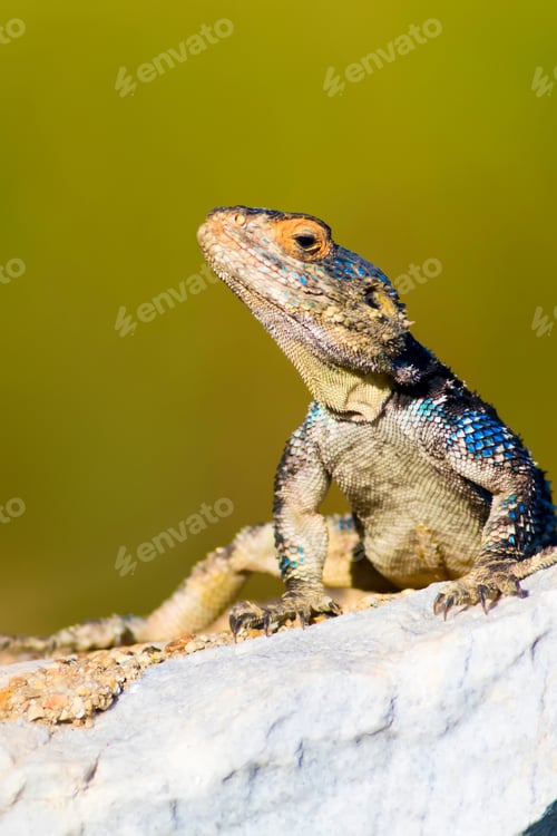 Preview: Colorful Lizard On Rock. Green Nature Background.