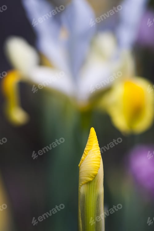 Preview: Yellow Iris Bud With Iris Flower In The Background