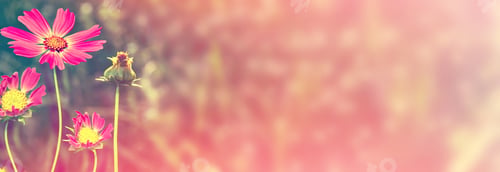 Preview: Colorful Cosmos Flowers On A Background Of Summer Landscape.