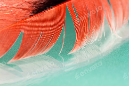 Preview: Colorful Hen Feather With Details And Reflexions