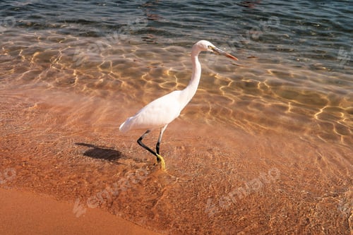 Preview: Great Egret (Ardea Alba)