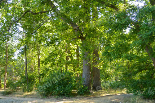 Preview: In The City Park Of Saki