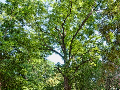 Preview: Green Trees In A Park Or Forest During Springtime