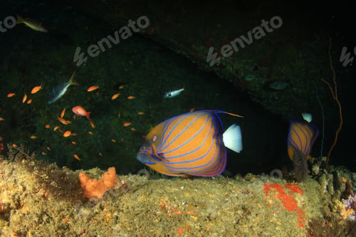 Preview: Coral Reef And Fish Underwater
