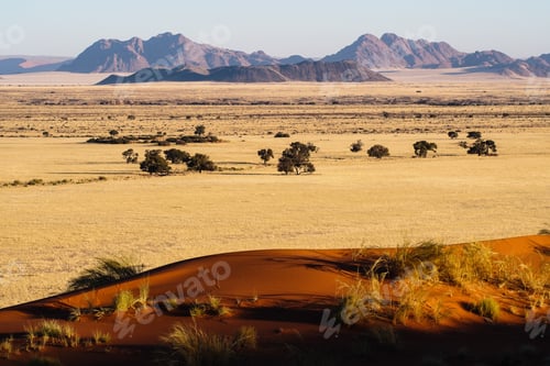 Preview: Wandering Elim Dune Of Sossuvlei Desert In Namibia