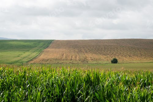 Preview: Cultivated Field Corn In Bright Summer Day In Countryside