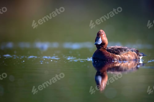 Preview: Swimming Duck. Natural Lake Habitat Background. Bird: Ferruginous Duck. Aythya Nyroca.