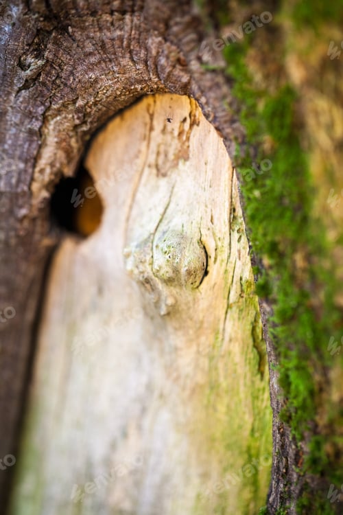 Preview: Abstract Composition With Green Moss On Tree Bark - Texture And Background With Very Soft Focus