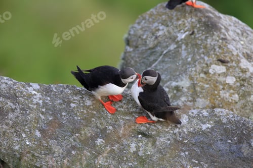 Preview: Atlantic Puffin Or Common Puffin, Fratercula Arctica, Norway
