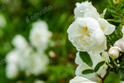 Preview: Blooming White Wild Rose In Garden