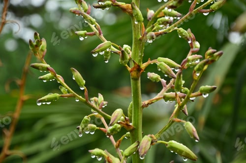 Preview: Yucca Gloriosa Buds With Raindrops
