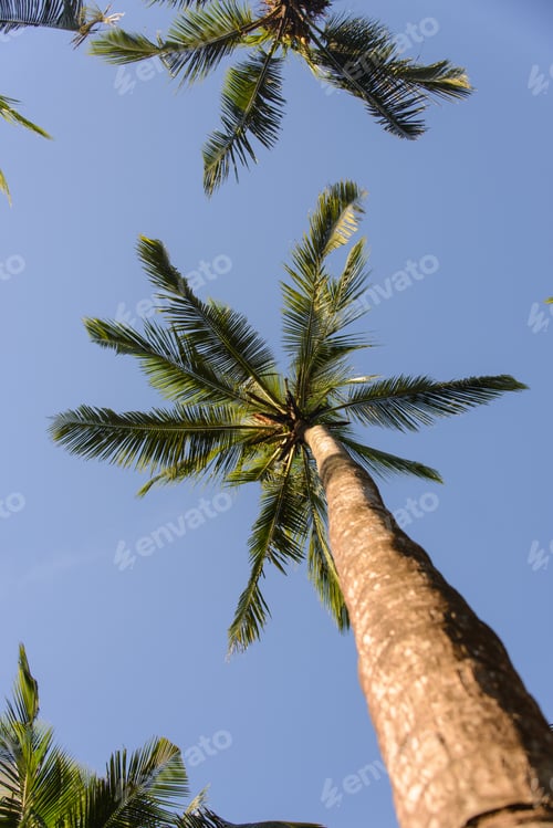 Preview: Palm Trees