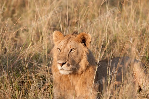 Preview: Lion In The Maasai Mara National Park, Kenya