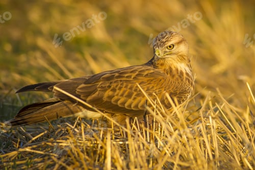 Preview: Wild Bird Buzzard And Dry Grass Long-Legged Buzzard / Buteo Rufinus