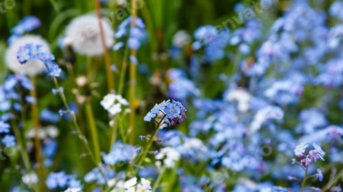 Preview: Blue Flowers Of Forget-Me-Not. Summer Background.