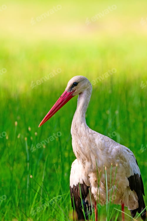 Preview: Common Bird Stork. Green Nature Background.