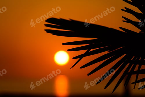 Preview: Silhouette Of Sabal Palmetto Leaves Against Sunset Sky